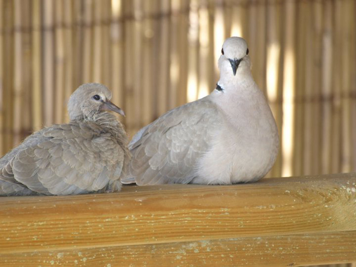 collared doves